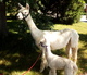 Jillian with her young cria Dillon.