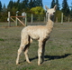 2018 female cria sired by Wingman