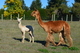 Penelope's 2018 female cria