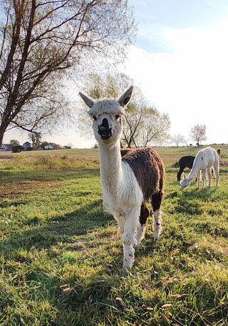 Photo of Little Pantalones