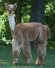 Indiana's 1st Rose Grey Cria, More to Come