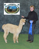 1st Place Bred and Owned Yearling Male