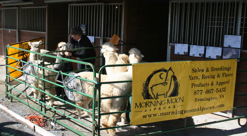 Alpaca Farming for Fun and Profit – Mother Earth News