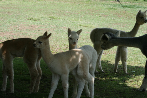 Morning Moon Alpacas - Alpaca Farming a Business Investment