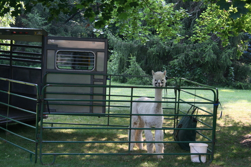 Morning Moon Alpacas - Alpaca Farming a Business Investment