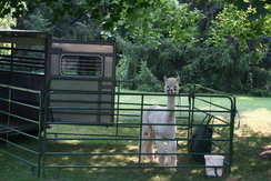 Herdsire Waiting for Dam on a Drive By Breeding