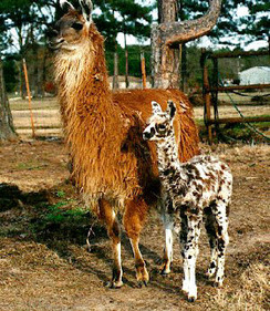 We Are Llama's not Alpacas