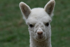 I'am an Alpaca!