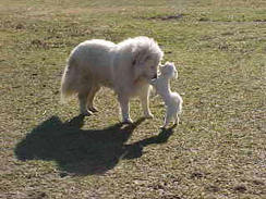 Clover & Herbert Guardians Not Alpacas