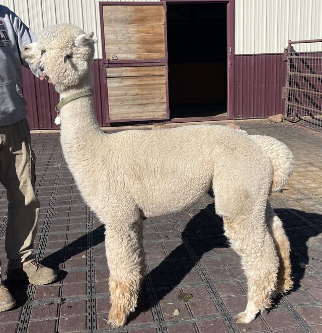 White Crimped Huacaya Alpaca Fleece For Sale