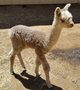 Callum, 2015 cria