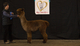 1st place, Alpaca Amore Affaire