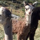 Just dry, and not yet cria shorn