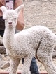 1st cria Starshire's Xerxes!