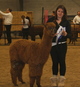 2nd Place- Alpaca Ontario Show