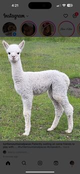 First Cria