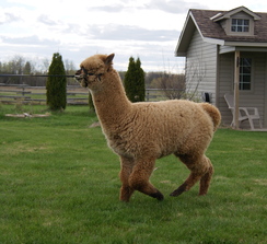 Smo Running, (He Reminds Me Of A Snowmass Cria)