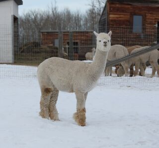 Photo of Sunnyhill's Shaka's Pink