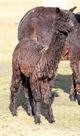 2013 cria