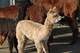 2013 female cria