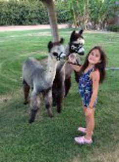 Outlaw's Platinum Lola with half siter Bella with Emma of Sunny Acres Alpacas