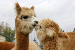             Alpaca Love