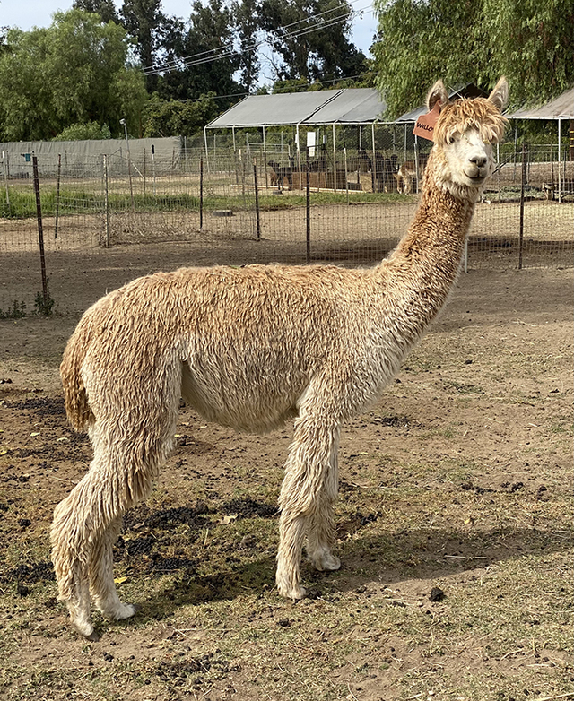 Alpacas For Sale AWH WILLOW TO THE MAX Open Female California