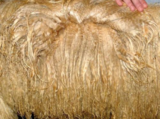 Yearling fleece