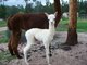 Delayed Delight 2010 cria