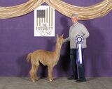 1st Place Futurity 2023 at 6 months