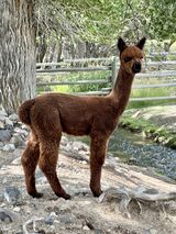 2024- (2nd cria) Dancing Elk's Longmire's Justice 'Walt'  (Sire: Rosehaven's Triple Threat)