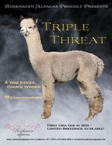 Sire: 19 X Champion- Triple Threat