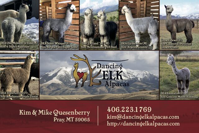 Alpaca Husbandry Information  A Look at Alpaca Husbandry - Alpacas of  Montana