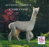 Materal Grand Sire: Accoyo America Endeavor