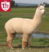 Grandsire: Accoyo America Eclipse