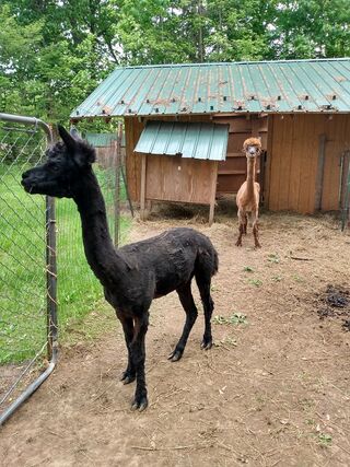 Sirius is seriously intereated in when you're visiting. 