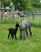 First Cria