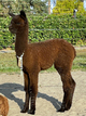 2021 Cria by Innsbruck