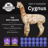 Service Sire: Epic X Celestial Cygnus