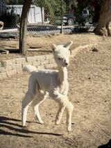 Oz as a Cria