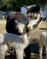 With Dam, 3 Days Old