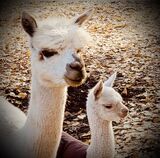 Bedazzled's GDam and Dam (as a Cria)