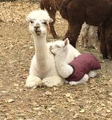 Bedazzled's GDam and Dam (as a Cria)