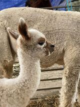 Bedazzled as a Cria