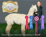 Maternal GSire: 2X Judges Choice- Skyfall