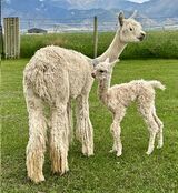 W/her Northstar cria