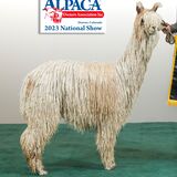 Bred to Galaxy for a cria due in the spring of 2025