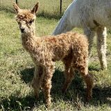 HER 2024 CRIA (2 DAYS OLD)