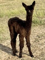 JAKIRA'S 2023 CRIA SIRED BY ARAGORN