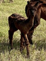 CARA'S 2024 CRIA SIRED BY ARAGORN AT 1 MONTH